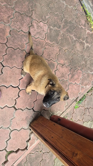 Sunt disponibili catelusii cu varsta de 3 luni