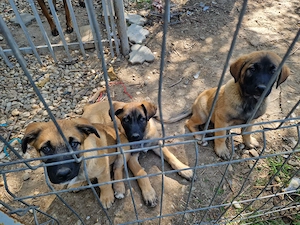 Sunt disponibili catelusii cu varsta de 3 luni - imagine 3