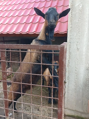 iada si tapii alpini ciut genetic