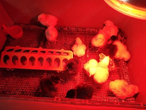 Vând pui găină rasa Sussex