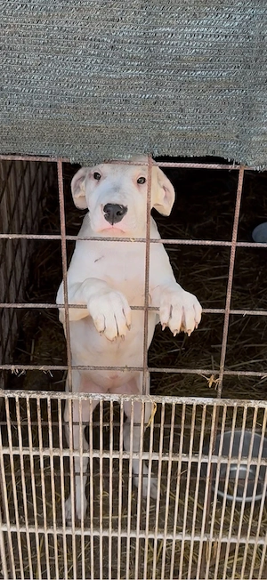 pui dog argentinian 