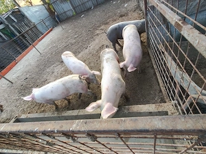 vand porci 