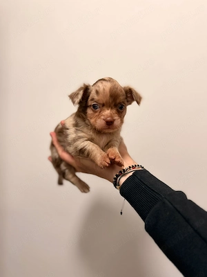  Chihuahua Merle Masculi