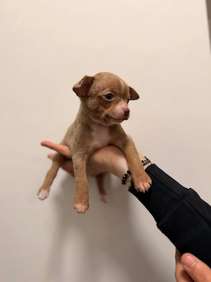  Chihuahua Merle Masculi - imagine 2