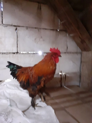 vand cocosi si gaini de rasa pitici de transilvania cu gatul golas pintenati si mari  - imagine 2