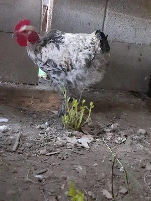 vand cocosi si gaini de rasa pitici de transilvania cu gatul golas pintenati si mari  - imagine 5