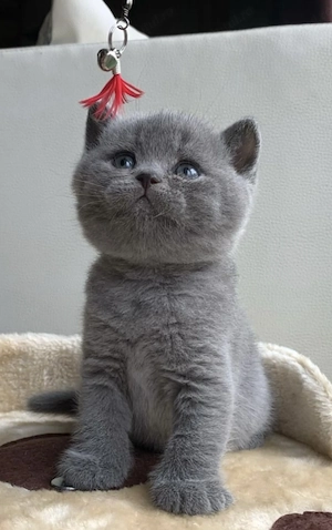 British shorthair fetițe 