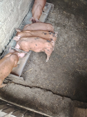 Rasă de carne petrean cu duroc. - imagine 3