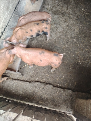 Rasă de carne petrean cu duroc. - imagine 4