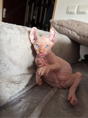 Pui de pisică Sphynx Elf   Canadian Sphynx - imagine 1
