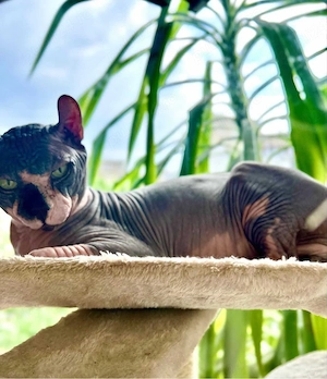 Pui de pisică Sphynx Elf   Canadian Sphynx - imagine 3