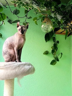 Pui de pisică Sphynx Elf   Canadian Sphynx - imagine 4