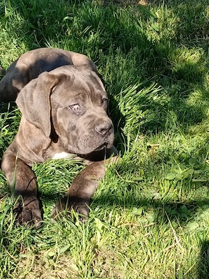 Căței Cane Corso cu pedigree tip A  - imagine 5