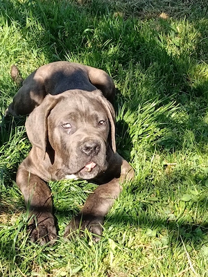 Căței Cane Corso cu pedigree tip A  - imagine 4