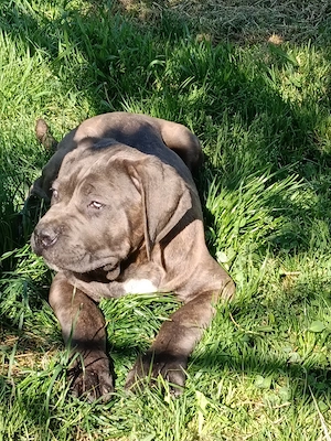 Căței Cane Corso cu pedigree tip A  - imagine 3