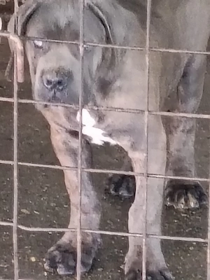 Căței Cane Corso cu pedigree tip A 