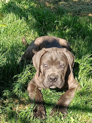 Căței Cane Corso cu pedigree tip A  - imagine 2