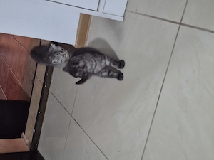 Pui British Shorthair14 saptamani - imagine 3