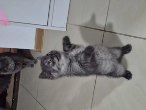 Pui British Shorthair14 saptamani - imagine 2