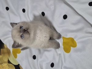 Pui British Shorthair14 saptamani - imagine 5