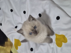 Pui British Shorthair14 saptamani - imagine 4