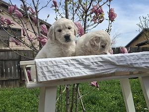 Golden Retriever   specialist in topit inimi    - imagine 2
