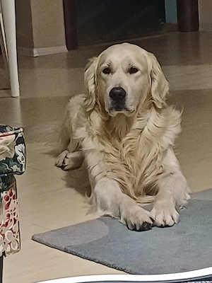 Golden Retriever   specialist in topit inimi    - imagine 4
