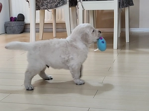 Golden Retriever   specialist in topit inimi    - imagine 5