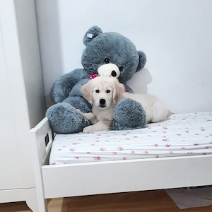 Golden Retriever   specialist in topit inimi    - imagine 3
