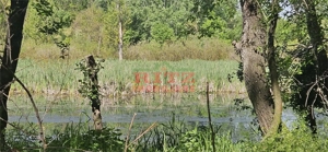 BALTA   15 ha si  p #259;dure de plop  #537;i stejar 14,5 ha – 295.000 mp – Dr #259;g #259;ne #537;t - imagine 7