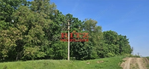 BALTA   15 ha si  p #259;dure de plop  #537;i stejar 14,5 ha – 295.000 mp – Dr #259;g #259;ne #537;t - imagine 3