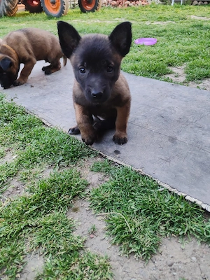 Catel si Cateluse Ciobanesc Belgian Malinois - imagine 2