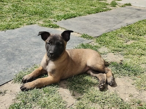Catel si Cateluse Ciobanesc Belgian Malinois - imagine 3