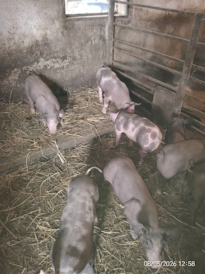 Purcei de vanzare