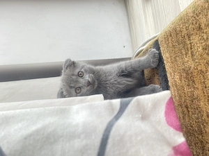 Puiuți Scottish Fold blue