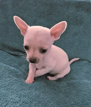 Fetiță chihuahua  - imagine 2