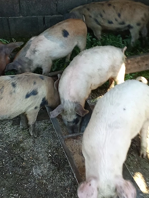 șoldani de vânzare 