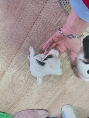 Jack Russell terrier tricolori si bicolori vaccinati  - imagine 3