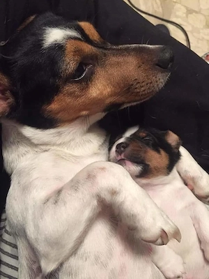 Jack Russell terrier tricolori si bicolori vaccinati  - imagine 5