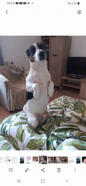 Jack Russell terrier tricolori si bicolori vaccinati  - imagine 4