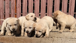 Labradori retriever - imagine 1