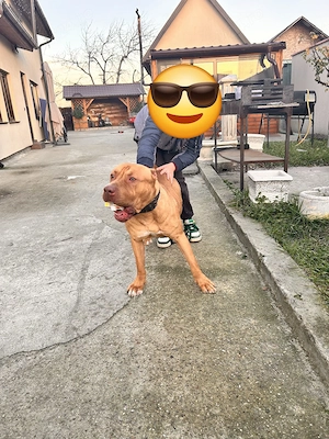 Amstaff ( PB) red nose - imagine 5
