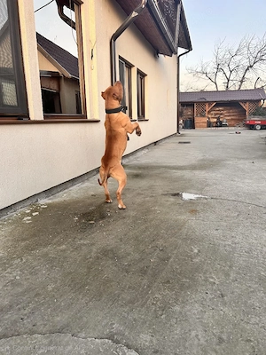 Amstaff ( PB) red nose - imagine 3