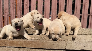 Labradori retriever - imagine 4