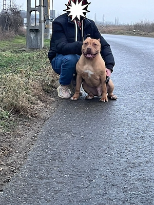 Amstaff ( PB) red nose - imagine 2