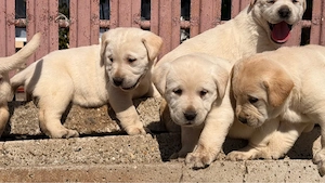 Labradori retriever - imagine 2