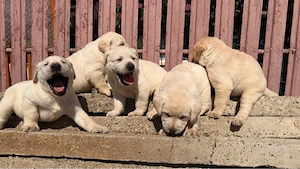 Labradori retriever - imagine 5