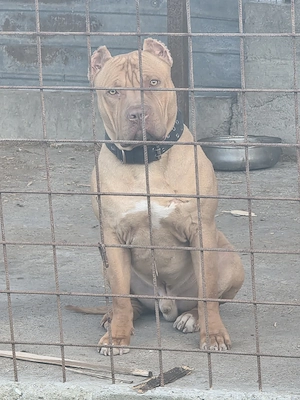 Amstaff ( PB) red nose