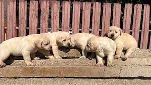 Labradori retriever