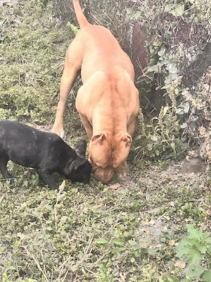 Amstaff ( PB) red nose - imagine 4